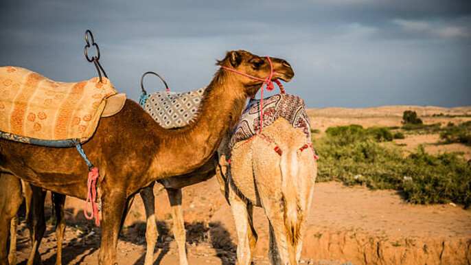 Agafay Desert Day Tour with Camel Ride, Pool Access & Lunch