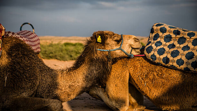 Agafay Desert: Quad Bike, Camel Ride and Dinner Show From Marrakech
