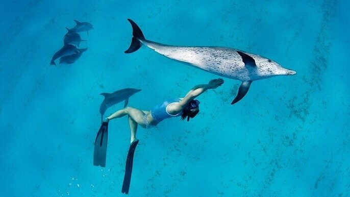 Dolphin House Semi-Private Speedboat Tour with Swimming – Somabay