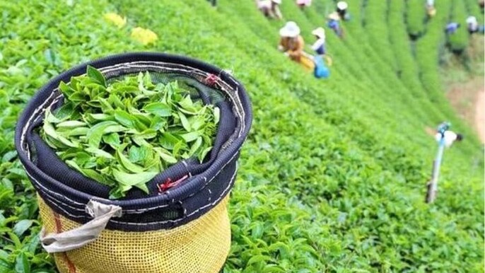 Bogor Puncak "Tea Plant & Paragliding" Interactive Private Driver