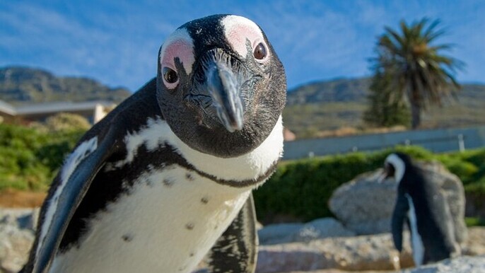 The Cape Peninsula Tour and Good Hope From Cape Town