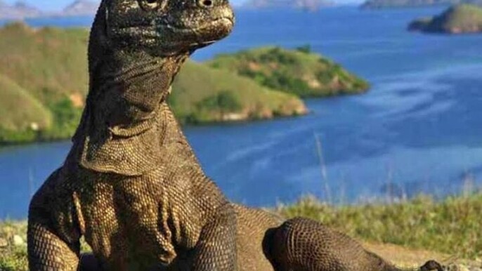 3 Days 2 Night Labuan Bajo Komodo National Park Sunset Tour