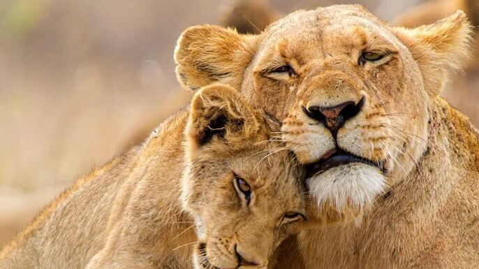 2 Days Aquila Afternoon Safari Big5 and Robben Island Tour