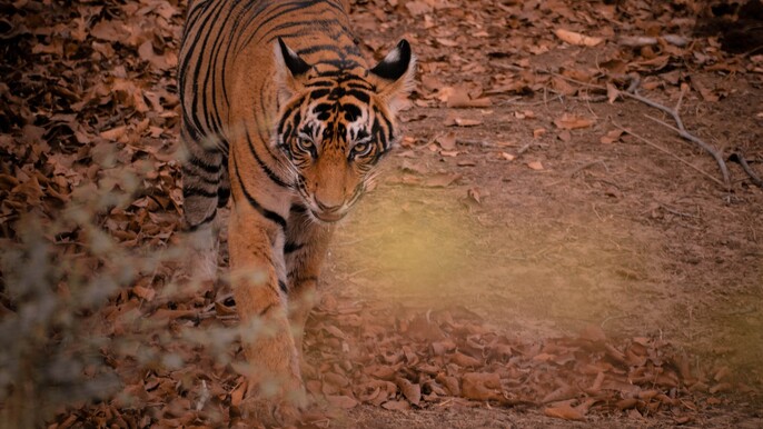 3-Day Cultural & Wildlife Experience - Khajuraho, Panna Safari & Village. Round Flight From Delhi