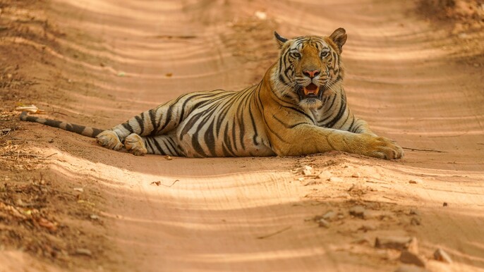 Delhi to Khajuraho 3-Day Express Train Tour – Temples, Tiger Safari & Culture