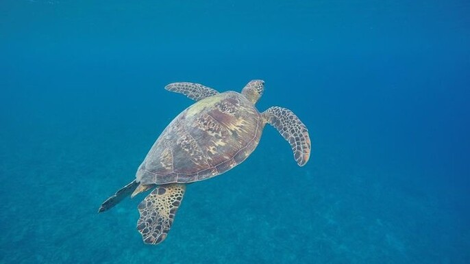 Turtle Encounter with Yumi Tours