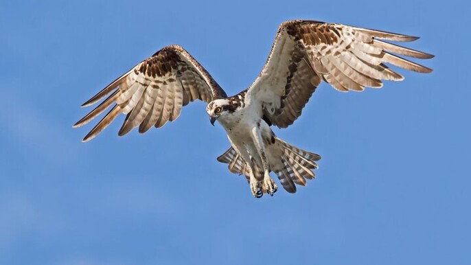 Barbados Bird Watching Experience (Transport Included)