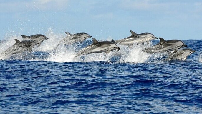 Semi Private Speedboat Adventure to Dolphin House - Soma Bay