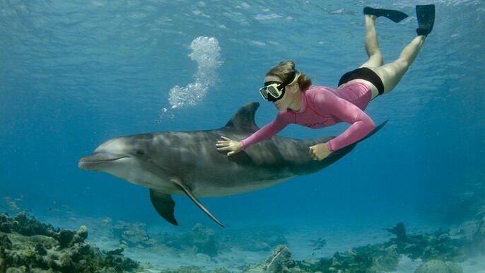 VIP Dolphin House Sea Trip with Snorkeling and Lunch - Soma Bay