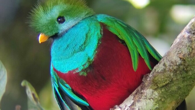 Birdwatching tour Full day Curicancha & Hanging bridges