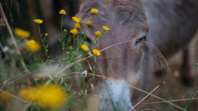Walk with Donkeys in the Hills of Pisa
