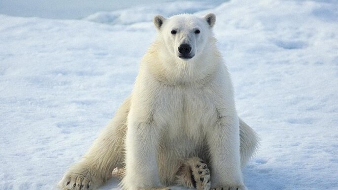 From Rovaniemi: Tour to Ranua Zoo + lunch