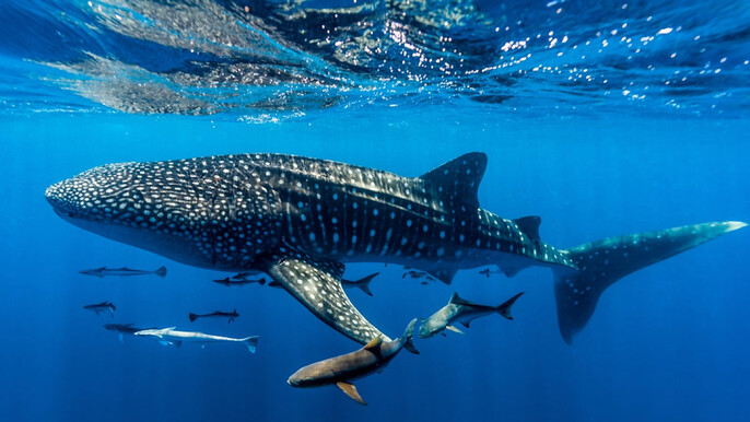Whale Shark Tour in Cancun: Swim with the World’s Largest Fish