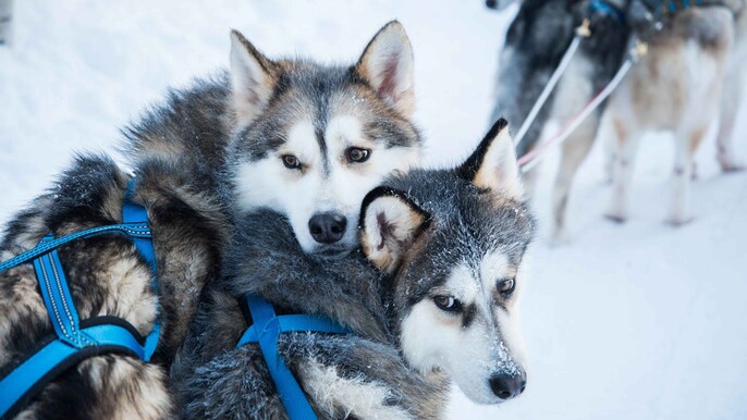 Local Husky experience with sled ride and photographer