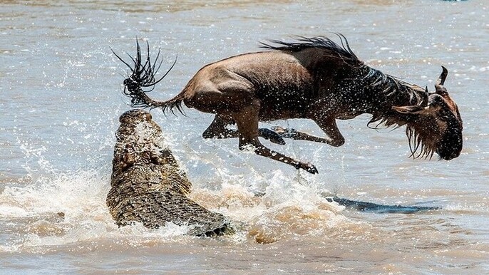 4 Day Safari from Nairobi Wildlife Tour