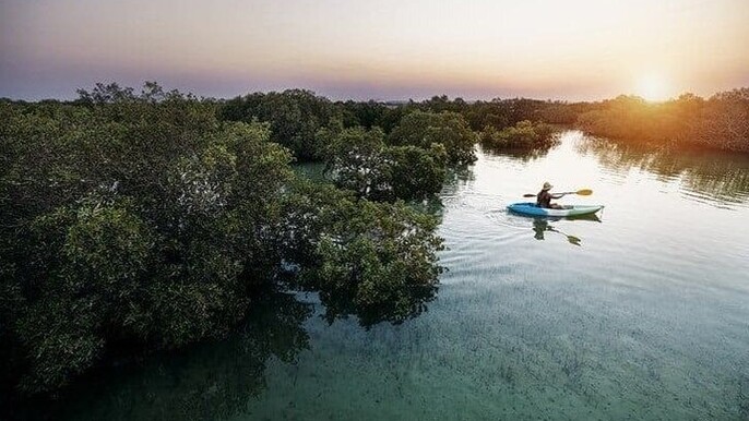 Al Thakira Mangrove Kayaking Adventure With Transfer