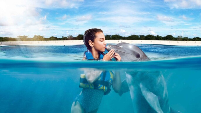 Dolphin Discovery