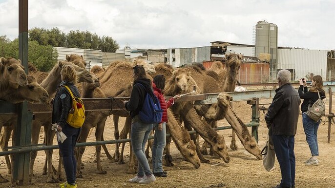 Bikaner Visit Camel Centre Rat Temple
