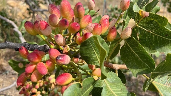 Pistachio Grove Tour with Tastings in Bronte near Etna