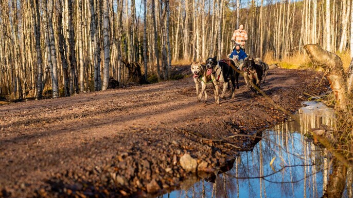 Autumn Husky experience with cart ride and photographer