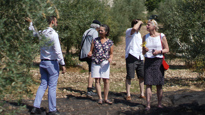 Olive Mill Tour & Grove Walk with Tastings near Ragusa