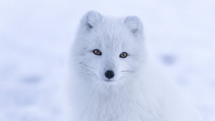 From Rovaniemi: Tour to Ranua Zoo+Lunch