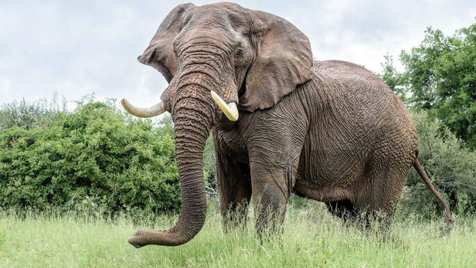 1-Day Elephant Encounter & Sanctuary Experience